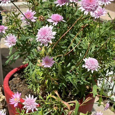 Affittacamere Tasdelen 3*