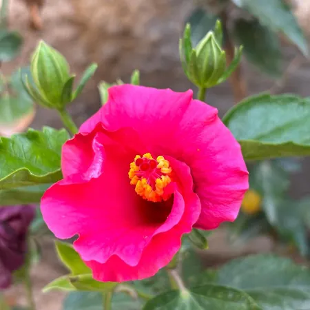 Pensión Tasdelen 3*