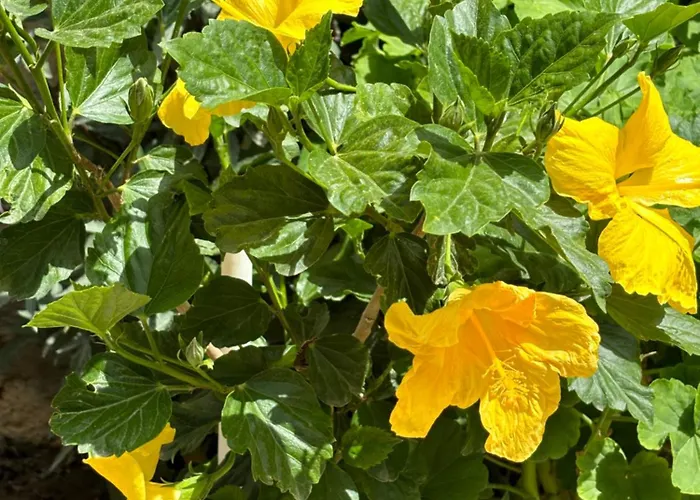 Tasdelen Гостевой дом 3*