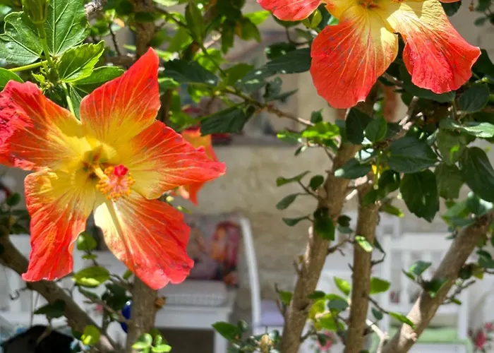 Гостевой дом Tasdelen Алачати