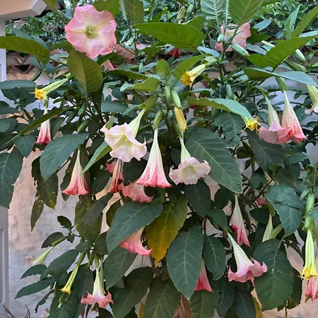 Tasdelen 알라카티