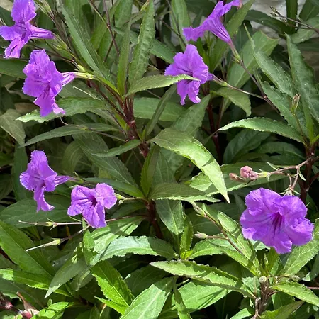 Tasdelen 3* 알라카티