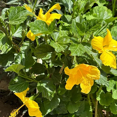 Tasdelen ゲストハウス 3*