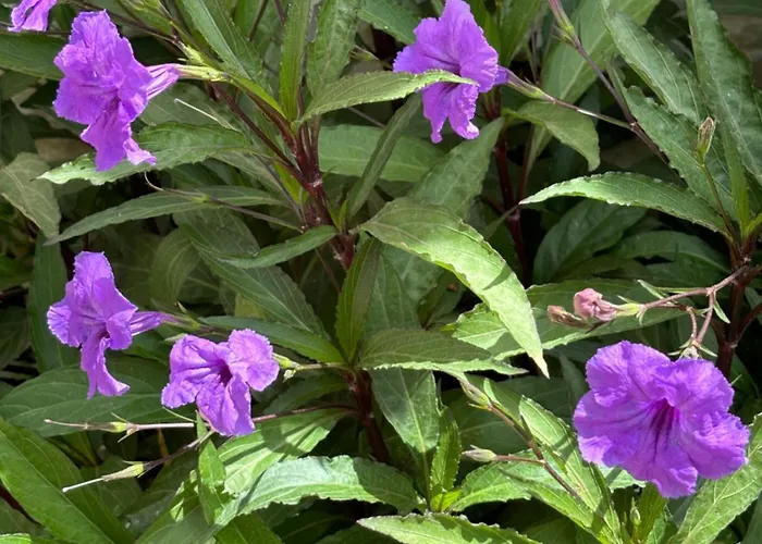 Tasdelen 3* Alaçatı